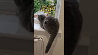 What is Luna Britishblue Shorthair Cat doing cat britishblue shorts [upl. by Raynah]