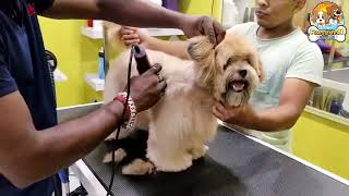 Lhasa Apso Dog Full Complete Grooming  Pet Grooming in Kolkata  Paws Station [upl. by Loferski]