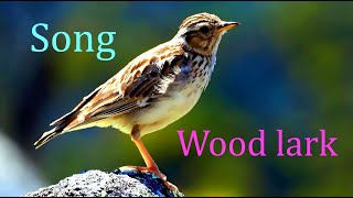 Woodlark Lullula arboreaBirds Singing and Chirping in Forest [upl. by Peers]