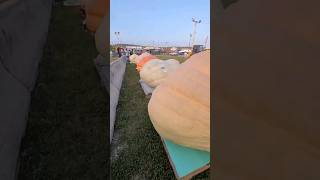 🎃 NH Deerfield Fair giant pumpkin weighoff [upl. by Gehman]