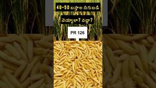 PR 126 కొత్తరకం👌paddy pr126 new variety [upl. by Kinimod]