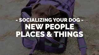 How to Socialize Your Dog to New People Places or Things with Michael Ellis [upl. by Tongue]