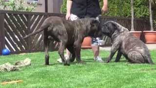 Dogo Canario Wurfplanung 2015 Heidi und Butze [upl. by Annoyed]