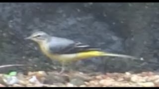 Grey Wagtail  Motacilla Cinerea  The bird which always wags tail [upl. by Jen]