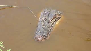 An american alligator looking right at me at Brazoria National Wildlife Refuge [upl. by Noret]