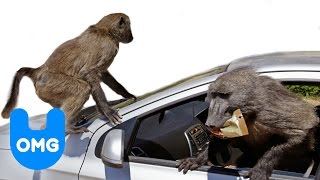 Clever Baboons Attack Cars [upl. by Mayhs]