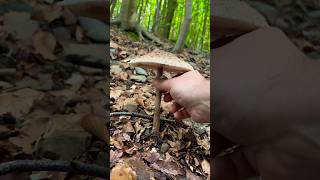 Parasol🍄🤩 Macrolepiota Procera parasol pilze wald [upl. by Llenrod]