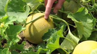 Galia Tropical Melon Harvesting When to Slip off the Vine [upl. by Ellocin]