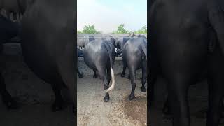 Buffalo farming buffalo talaab buffalo sound buffalo cartoon buffalo mating buffalo 🐃🦬🐃🦬cow [upl. by Nnoj700]