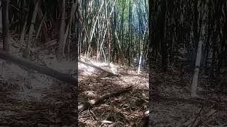 Treinamento militar na floresta de bamboo [upl. by Afnin]