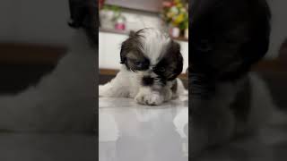 Juno ki socks kavalanta… itsmejuno puppy shitzulover cuteanimal trending pets petlover cute [upl. by Nayr]