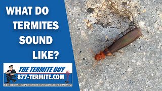 What do termites sound like Listen carefully [upl. by Razal399]