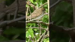 Bicknells Thrush foryou birdsphotography birdslover birdsvideo birds [upl. by Meade]