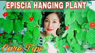 Episcia Hanging Plants Care Tips Gee Channel [upl. by Wanda]