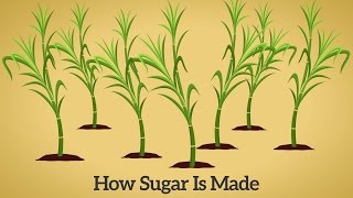 How Cane Sugar Is Made [upl. by Moureaux]