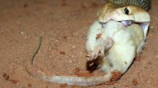 Taipan Feeding Australian Coastal Taipan [upl. by Jeffie]