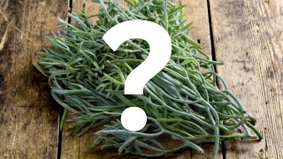 What is Samphire [upl. by Innavoj]