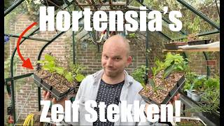 Zelf Hortensias vermeerderen door te stekken Met deze 8 Stappen heb jij succes  De Moesketier [upl. by Malaspina]