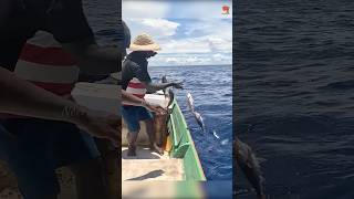 Catching Abundant Rosy Snapper Fish in the Deep Sea fishing fishingvideo fishingtime [upl. by Onidranreb147]