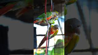 Cute Conure parrot Talking ❤️ [upl. by Roselia]