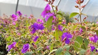 Talking Tibouchina urvilleana “Purple Princess Flower” amp Cornus baileyi “Red Twig Dogwood” in zone 9 [upl. by Syverson]