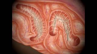 Roundworm Tracheal Migration Pathway in Dogs [upl. by Eiramanit]