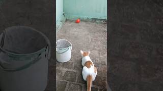 Kitten shorts kitten catvideos pets catlover [upl. by Hnahc588]