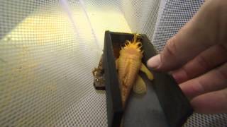 This is how we breed our Albino Bushy Nose plecos  Imperial Tropicals [upl. by Gilberta]