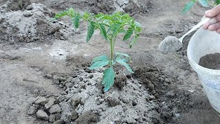 După plantarea roșiilor foloseste acest ingrasamant natural Plante puternice și o recoltă bogată [upl. by Heisser]