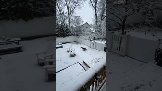 German shepherd plays in New Jersey snow storm  NYC snow day [upl. by Tarr587]