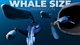 Whale Size Comparison 3D  3D Real Scale  3D Comparison  3D Animation [upl. by Dlonyar]