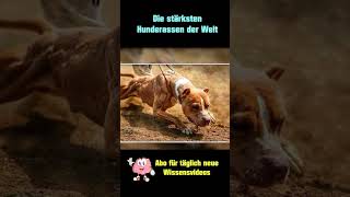 American Pitbull Terrier  Die stärksten Hunderassen der Welt [upl. by Woodson]