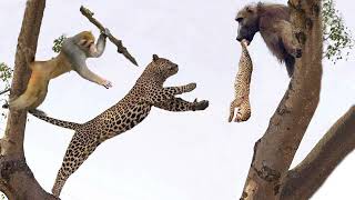 OMG Baboons Kidnap a Leopard Cub Mother Leopard Rushes To Attack Takes Revenge on The Baboons [upl. by Debor873]