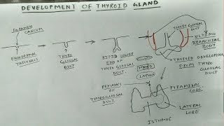 Development of thyroid gland Chart  TCML [upl. by Ennylcaj]