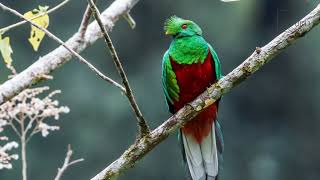 Quetzal The Quetzal is a medium sized bird that is found inhabiting the moist tropical rainforests [upl. by Merideth249]