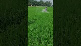 Bispyribac Sodium herbicide spray in rice field ।।rice shorts shortsfeed satyammishra5923 [upl. by Dinse]