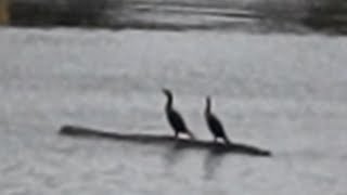 Two cormorants drifting on a log [upl. by Clementi]