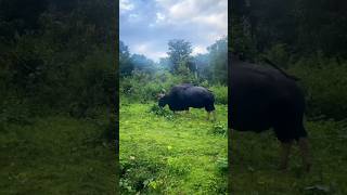 Gaur  Kaatti  Wayanad Wildlife Sanctuary  Bison  Forest  Albino Gaur  White Bison  Sightings [upl. by Aglo]