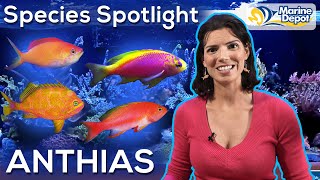 Species Spotlight ANTHIAS  With Hilary Marine Biologist of WaterLogged [upl. by Balcke226]