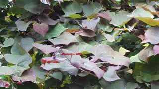 CERCIS CANADENSIS RUBY FALLS EASTERN REDBUD DECIDUOUS TREE [upl. by Castle]