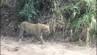 Little Bush female and White Dam male leopards [upl. by Haididej]