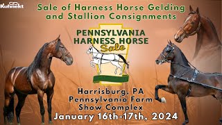 PA Horse Harness Horse  Stallions amp Geldings [upl. by Amsab]