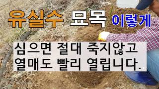 유실수 묘목 이렇게 심으면 절대 죽지않고 열매도 빨리 열립니다  묘목심기  유실수 심기 [upl. by Ahsinroc]