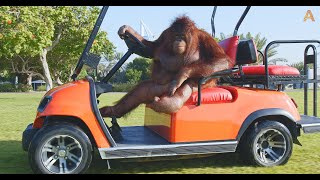 Animalia Orangutan Rambo drives her golf cart [upl. by Oderf314]