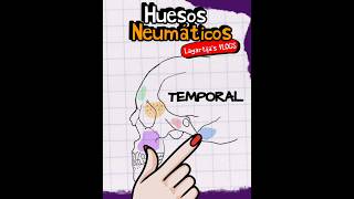 ⚡HUESOS NEUMÁTICOS ⚡ [upl. by Winn]