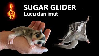 Sugar glider  bajing terbang [upl. by Ahsekahs]