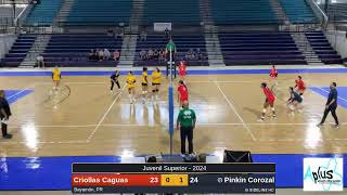 Criollas Caguas  Pinkin Corozal 20240302 [upl. by Htebilil]