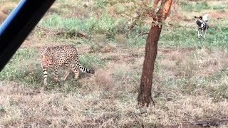 Perros salvajes africanos vs guepardos  National Geographic [upl. by Oaoj]