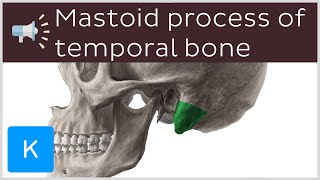 Mastoid process of temporal bone  Anatomical Terms Pronunciation by Kenhub [upl. by Neukam]