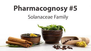 5 Solanaceae Family  Pharmacognosy [upl. by Sallad]